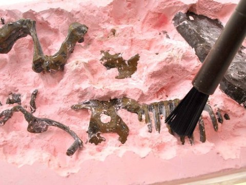 Szkielet T-REX 3D wykopaliska zestaw ZA1777 A Szkielet T-REX 3D wykopaliska zestaw ZA1777 A