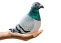 LEAN Toys Maskotka Pluszowy Gołąb Grzywacz Szary 20cm