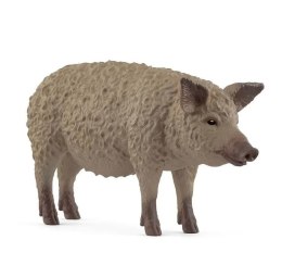 Świnia Mangalica