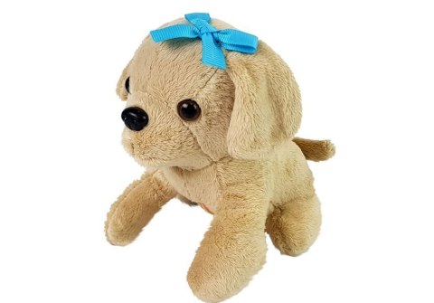 LEAN Toys Zestaw Weterynarz z Pieskiem i Transporterem LEAN Toys Zestaw Weterynarz z Pieskiem i Transporterem