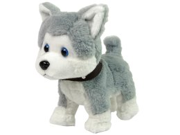 LEAN Toys Pluszowy Piesek Husky Interaktywny Edukacyjny Smycz Piosenki Chodzi