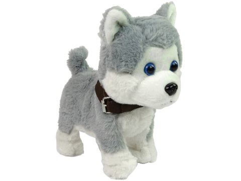 LEAN Toys Pluszowy Piesek Husky Interaktywny Edukacyjny Smycz Piosenki Chodzi LEAN Toys Pluszowy Piesek Husky Interaktywny Edukacyjny Smycz Piosenki Chodzi