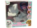 LEAN Toys Pluszowy Piesek Husky Interaktywny Edukacyjny Smycz Piosenki Chodzi