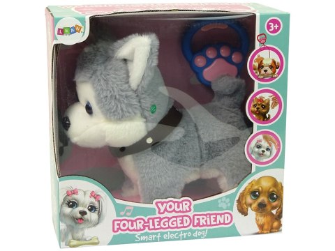 LEAN Toys Pluszowy Piesek Husky Interaktywny Edukacyjny Smycz Piosenki Chodzi LEAN Toys Pluszowy Piesek Husky Interaktywny Edukacyjny Smycz Piosenki Chodzi