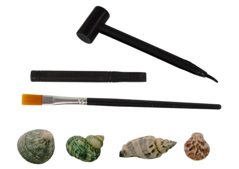 LEAN TOYS Zestaw Wykopaliska Skorupy Muszle Trzy Modele Niespodzianka LEAN TOYS Zestaw Wykopaliska Skorupy Muszle Trzy Modele Niespodzianka