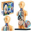 LEAN Toys Model Anatomiczny Edukacyjny Ciało Ludzkie Narządy