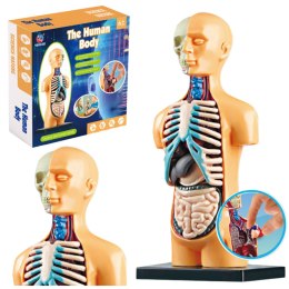 LEAN Toys Model Anatomiczny Edukacyjny Ciało Ludzkie Narządy