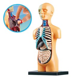 LEAN Toys Model Anatomiczny Edukacyjny Ciało Ludzkie Narządy