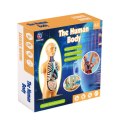 LEAN Toys Model Anatomiczny Edukacyjny Ciało Ludzkie Narządy