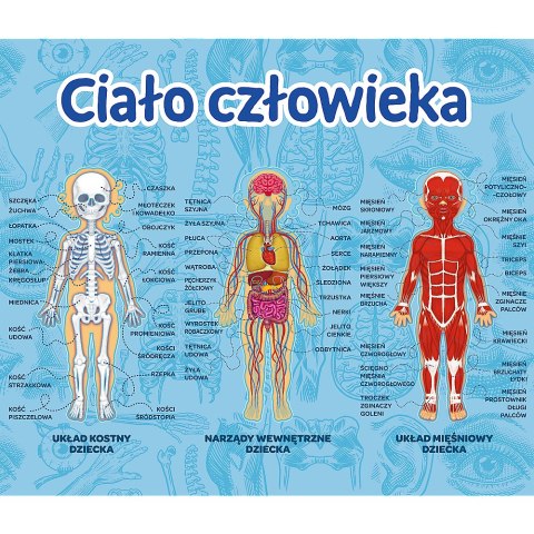 Trefl Gry Gra Edukacyjna Ciało człowieka/ Mistrz Wiedzy Trefl 01957 Trefl Gry Gra Edukacyjna Ciało człowieka/ Mistrz Wiedzy Trefl 01957