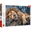Trefl Puzzle Puzzle - 1000 - Śpiący lew / 500 px 10447