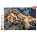 Trefl Puzzle Puzzle - 1000 - Śpiący lew / 500 px 10447