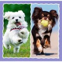 Trefl Puzzle Puzzle - 3w1 - Urocze pieski - Trefl 34854