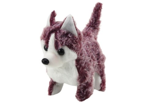 LEAN Toys Piesek Husky Chodzący Z Dźwiękiem Macha Ogonkiem 6 Kolorów LEAN Toys Piesek Husky Chodzący Z Dźwiękiem Macha Ogonkiem 6 Kolorów