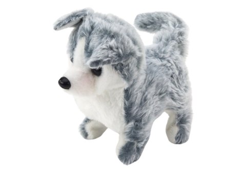 LEAN Toys Piesek Husky Chodzący Z Dźwiękiem Macha Ogonkiem 6 Kolorów LEAN Toys Piesek Husky Chodzący Z Dźwiękiem Macha Ogonkiem 6 Kolorów