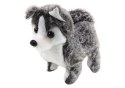 LEAN Toys Piesek Husky Chodzący Z Dźwiękiem Macha Ogonkiem 6 Kolorów