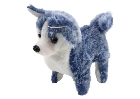 LEAN Toys Piesek Husky Chodzący Z Dźwiękiem Macha Ogonkiem 6 Kolorów LEAN Toys Piesek Husky Chodzący Z Dźwiękiem Macha Ogonkiem 6 Kolorów