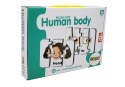 LEAN TOYS Puzzle Edukacyjne Układanka Części Ciała 10 Połączeń Angielski